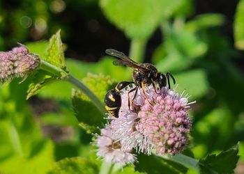 Close-up of honey bee pollinating on pink flower