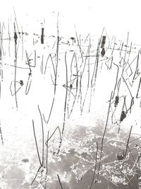 View of birds on snow covered landscape