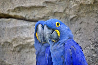 Close-up of blue parrot perching on wall