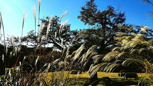 Trees on field against sky