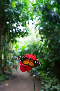 Close-up of red leaves against blurred background