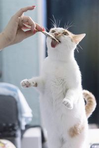 Cropped hand of woman feeding cat