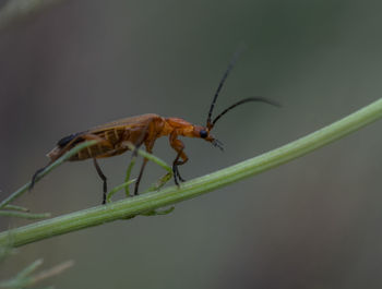 Close-up of insect on plant