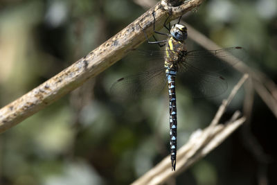 Close-up of an emperor blue dragonfly on twig