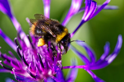 Close-up of bee on purple flower
