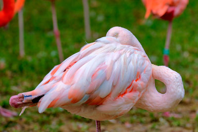 Flamingos on field