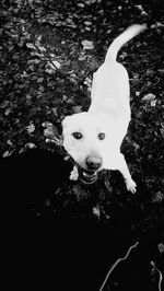 High angle portrait of dog by water
