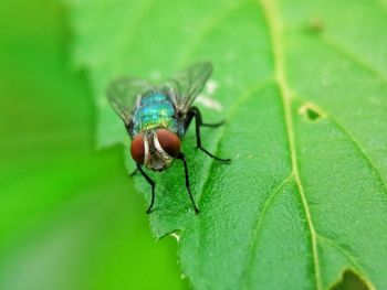 Close-up of insect on leaf