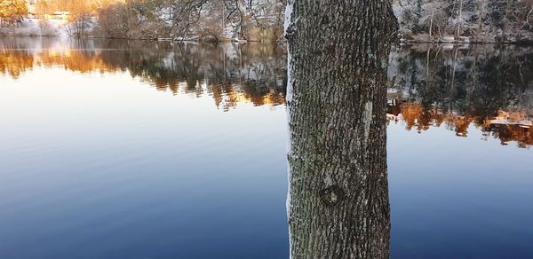 Reflection of trees in lake