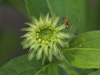 Close-up of insect on leaf