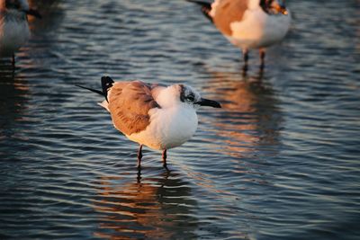 Close-up of seagull flying over lake