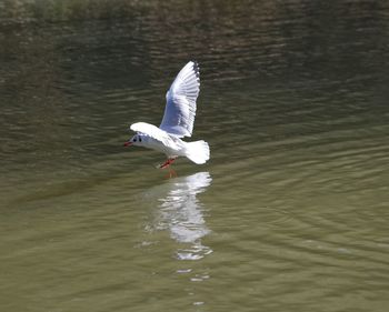 Swan flying over lake