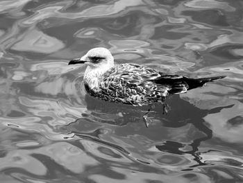 High angle view of seagull swimming in lake