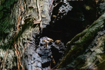 Close-up of moss on tree trunk