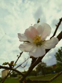 Low angle view of flowers blooming against sky