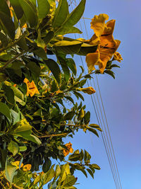 Low angle view of flowering plant against sky