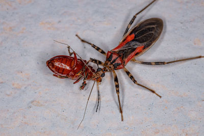 Close-up of insect