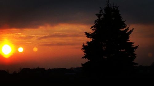 Silhouette tree at sunset