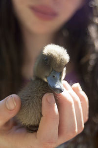 Midsection of woman holding duckling on sunny day