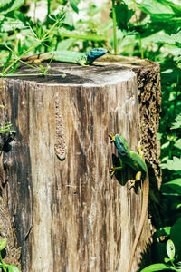 Close-up of bird perching on wooden post