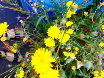 Close-up of yellow flowering plant