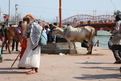 High angle view of two horses