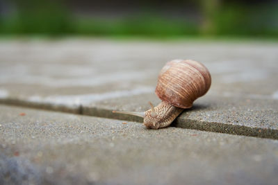 Burgundi snail gliding on the asphalt