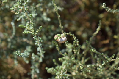 Close-up of plants against blurred water