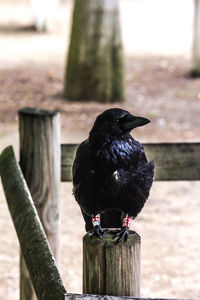 Close-up of bird perching on wooden post