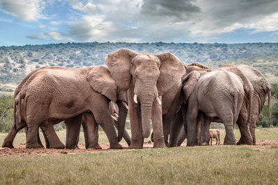 Elephant in a field