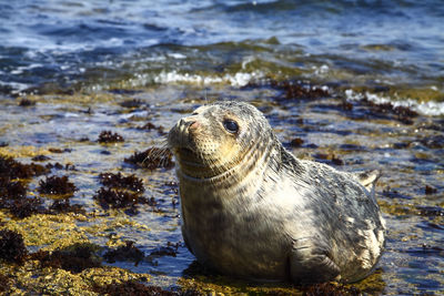 Close-up of animal on beach