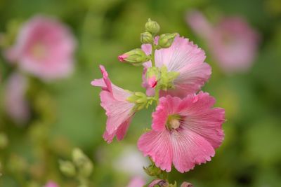 Close-up of pink flowering plant