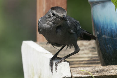 Close-up of bird perching on wood