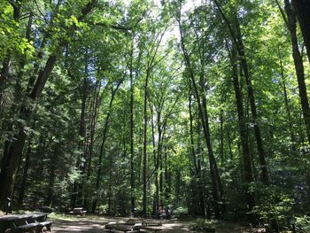 Low angle view of trees against sky