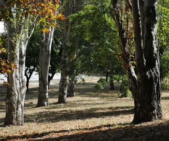 Trees on landscape