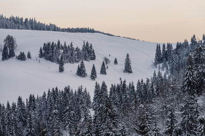 Panoramic view of pine trees in forest during sunset