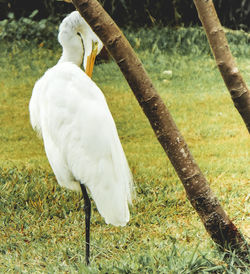 Close-up of swan on field