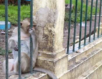 View of buddha sitting in zoo