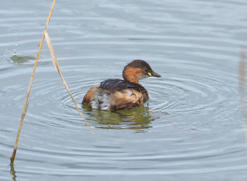 Duck swimming in lake