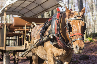 View of horse with carriage outdoors