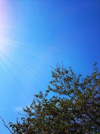 Low angle view of tree against blue sky