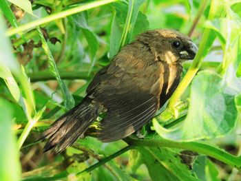 Close-up of bird perching on branch