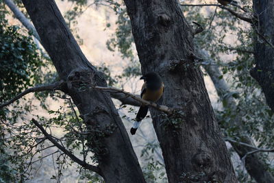 Bird perching on tree in forest