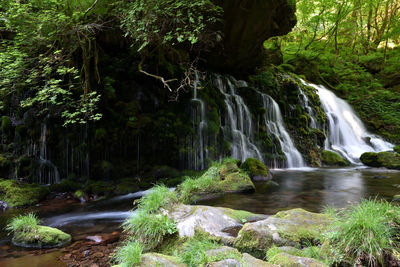 Scenic view of waterfall in forest