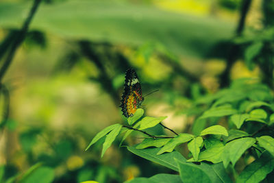 Close-up of butterfly pollinating flower