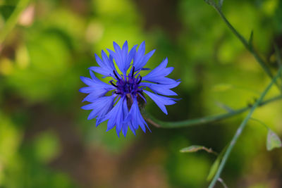 Close-up of purple blue flower