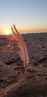 Close-up of feather on beach against sky during sunset