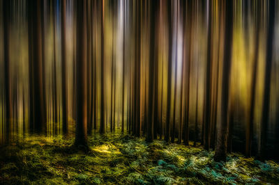 Panoramic shot of trees in forest