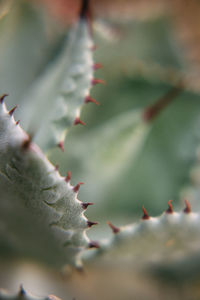 Close-up of cactus plant during autumn