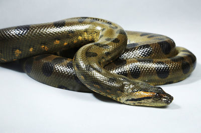 Green anaconda on white background